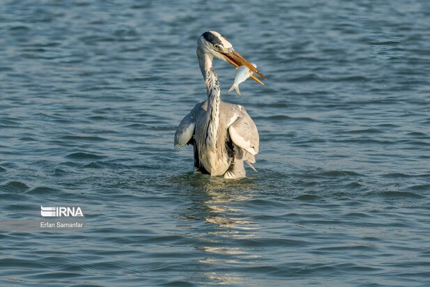 تالاب بین المللی آذینی