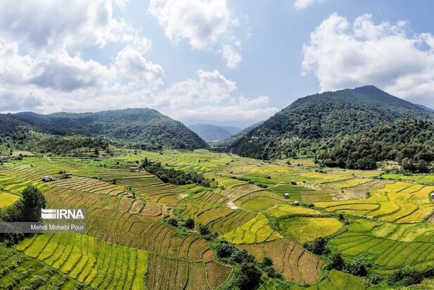 تصاویر برداشت برنج از مازندران