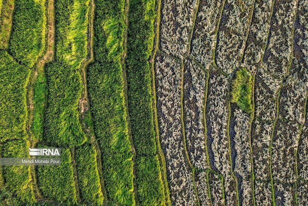 تصاویر برداشت برنج از مازندران