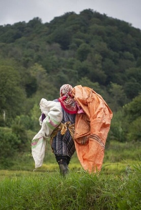 تصاویر برداشت برنج از مازندران