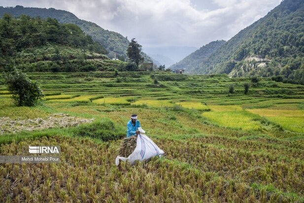 تصاویر برداشت برنج از مازندران