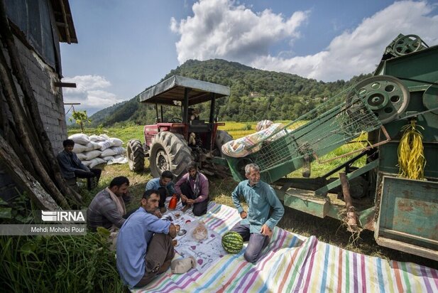 تصاویر برداشت برنج از مازندران