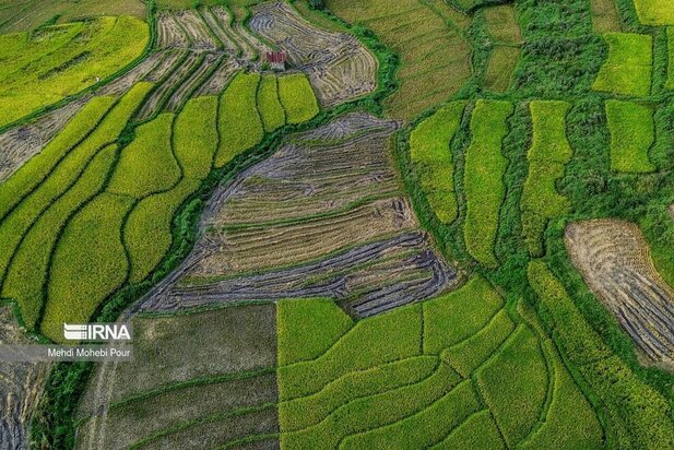 تصاویر برداشت برنج از مازندران