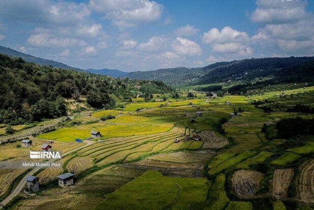 تصاویر برداشت برنج از مازندران