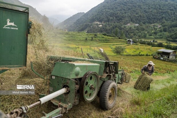 تصاویر برداشت برنج از مازندران