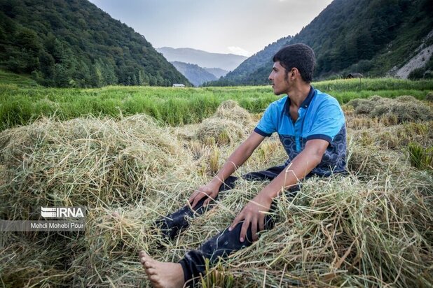 تصاویر برداشت برنج از مازندران