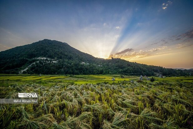 تصاویر برداشت برنج از مازندران