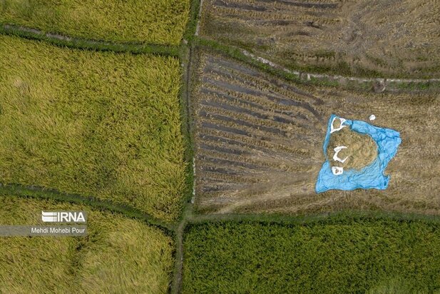 تصاویر برداشت برنج از مازندران