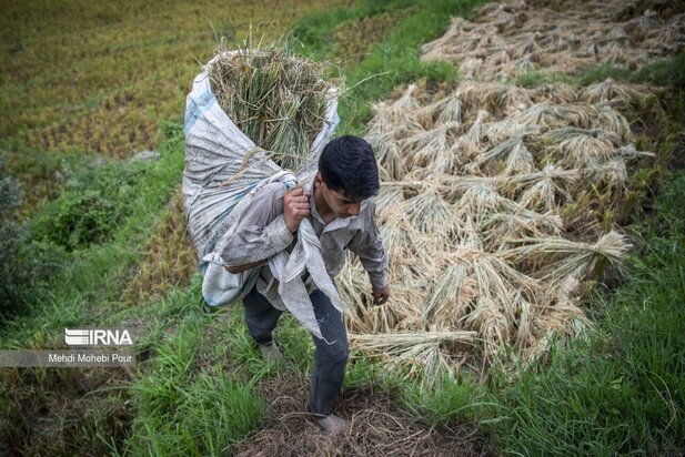 تصاویر برداشت برنج از مازندران