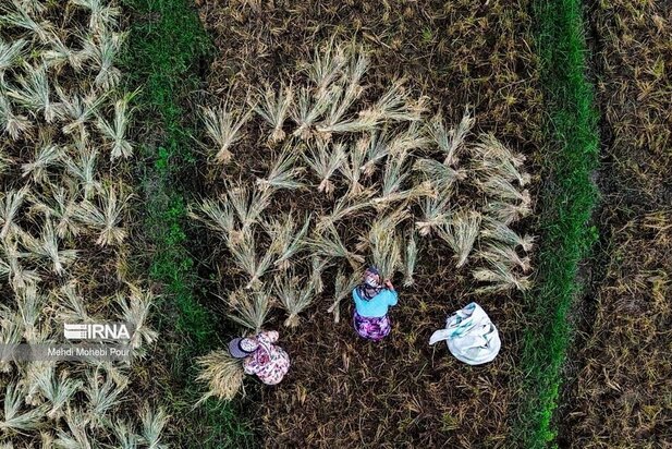 تصاویر برداشت برنج از مازندران