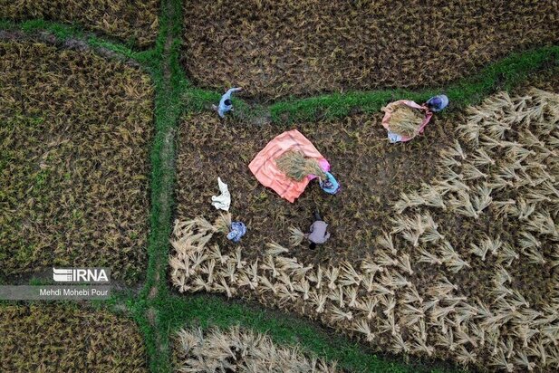 تصاویر برداشت برنج از مازندران