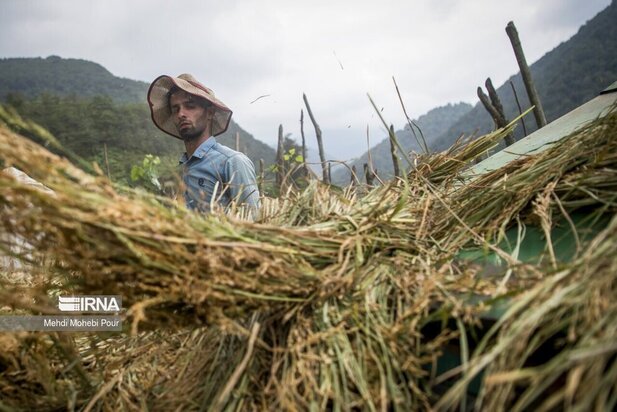 تصاویر برداشت برنج از مازندران