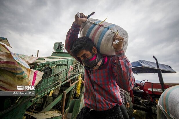 تصاویر برداشت برنج از مازندران