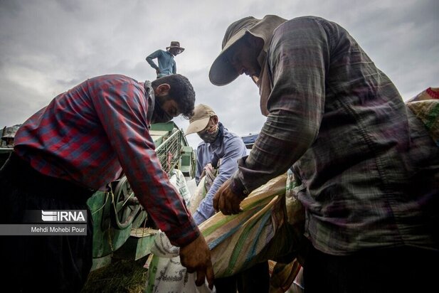 تصاویر برداشت برنج از مازندران