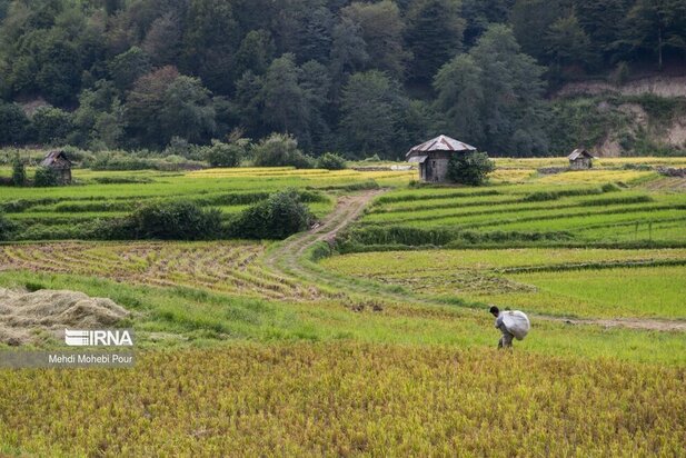 تصاویر برداشت برنج از مازندران