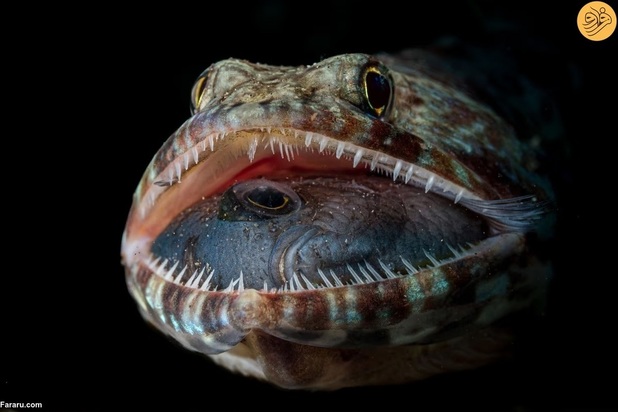 برندگان مسابقه عکاسی اقیانوس در سال ۲۰۲۳ 