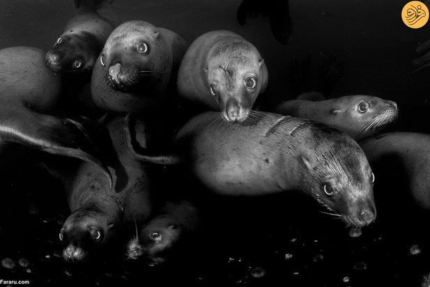 برندگان مسابقه عکاسی اقیانوس در سال ۲۰۲۳ 