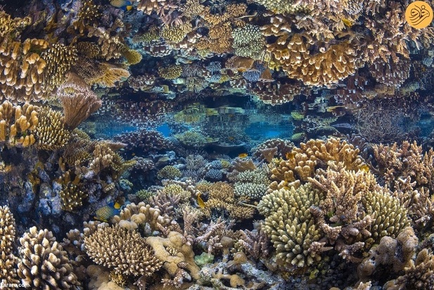 برندگان مسابقه عکاسی اقیانوس در سال ۲۰۲۳ 