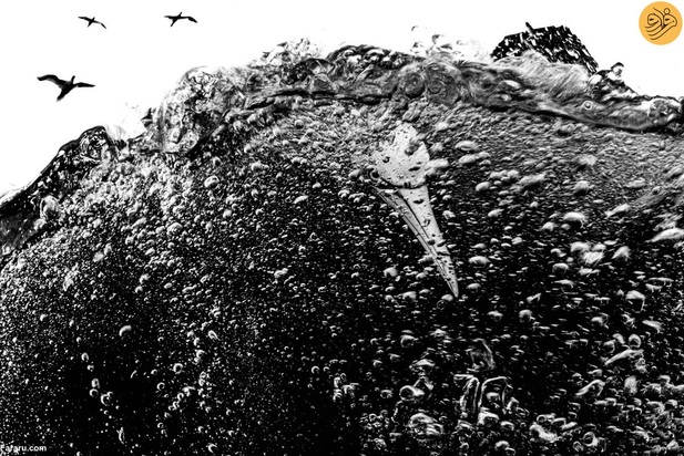 برندگان مسابقه عکاسی اقیانوس در سال ۲۰۲۳ 