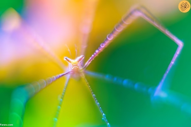 برندگان مسابقه عکاسی اقیانوس در سال ۲۰۲۳ 