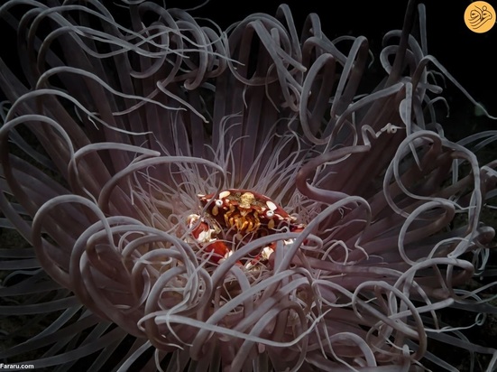 برندگان مسابقه عکاسی اقیانوس در سال ۲۰۲۳ 