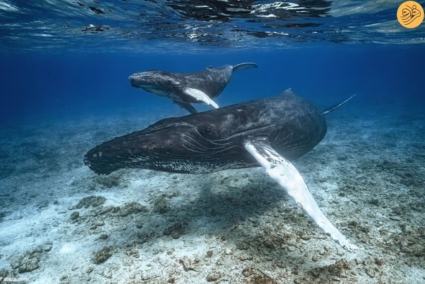 برندگان مسابقه عکاسی اقیانوس در سال ۲۰۲۳ 
