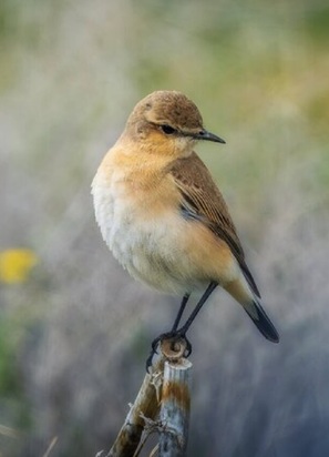 نمایی زیبا از پارک ملی در شیراز