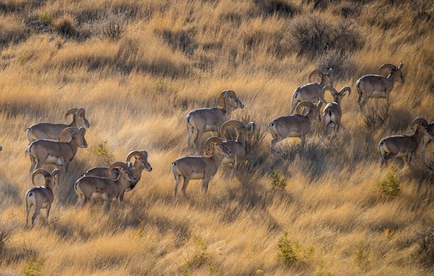 نمایی زیبا از پارک ملی در شیراز