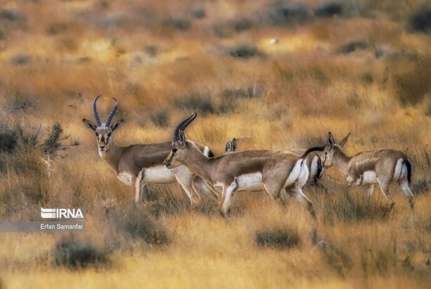 نمایی زیبا از پارک ملی در شیراز