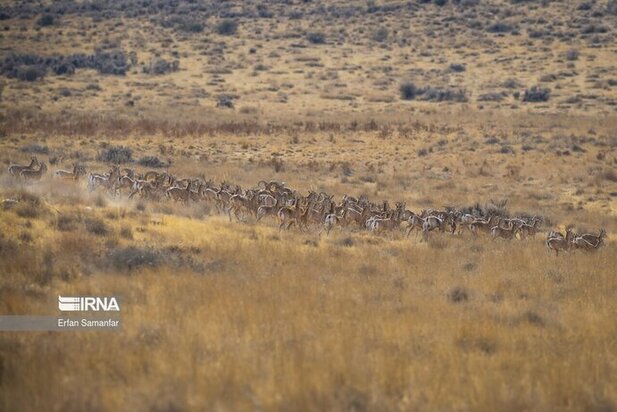 نمایی زیبا از پارک ملی در شیراز