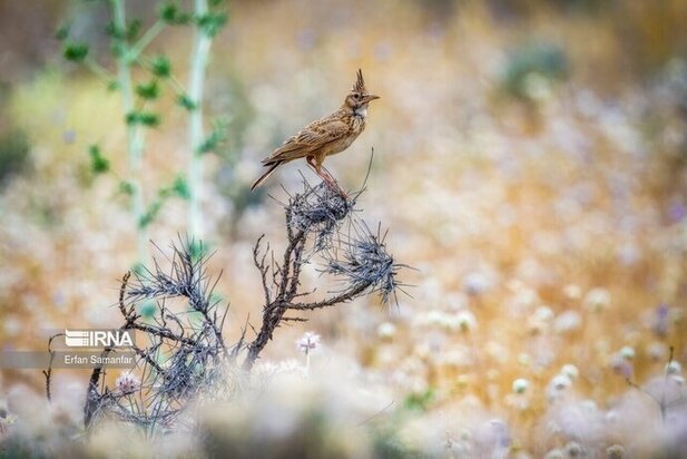 نمایی زیبا از پارک ملی در شیراز