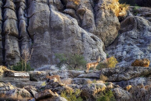 نمایی زیبا از پارک ملی در شیراز