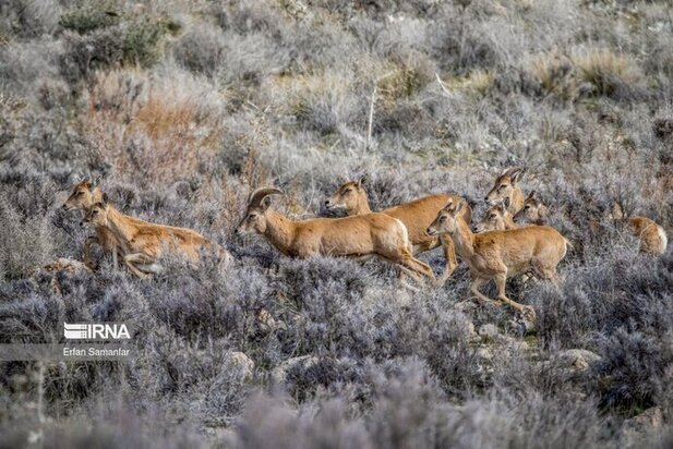 نمایی زیبا از پارک ملی در شیراز