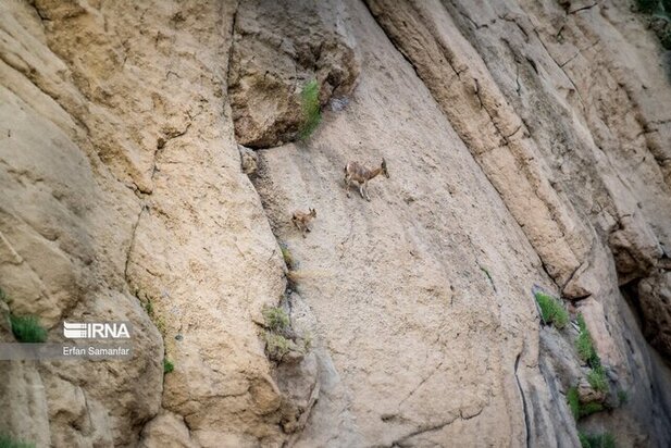 نمایی زیبا از پارک ملی در شیراز