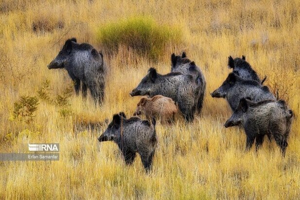 نمایی زیبا از پارک ملی در شیراز
