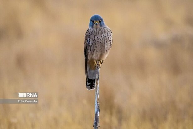 نمایی زیبا از پارک ملی در شیراز