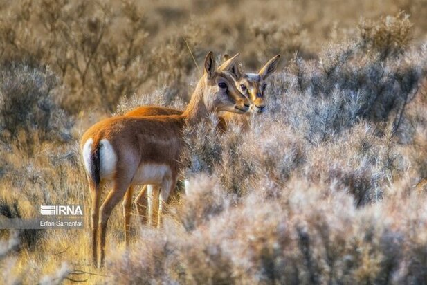 نمایی زیبا از پارک ملی در شیراز