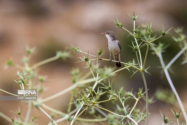 نمایی زیبا از پارک ملی در شیراز
