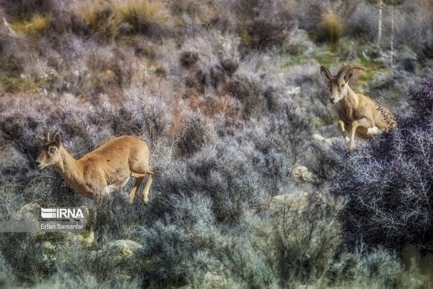 نمایی زیبا از پارک ملی در شیراز