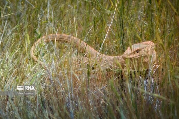 نمایی زیبا از پارک ملی در شیراز