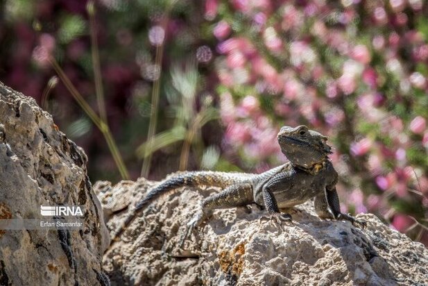 نمایی زیبا از پارک ملی در شیراز