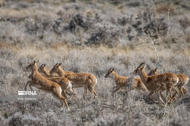 نمایی زیبا از پارک ملی در شیراز