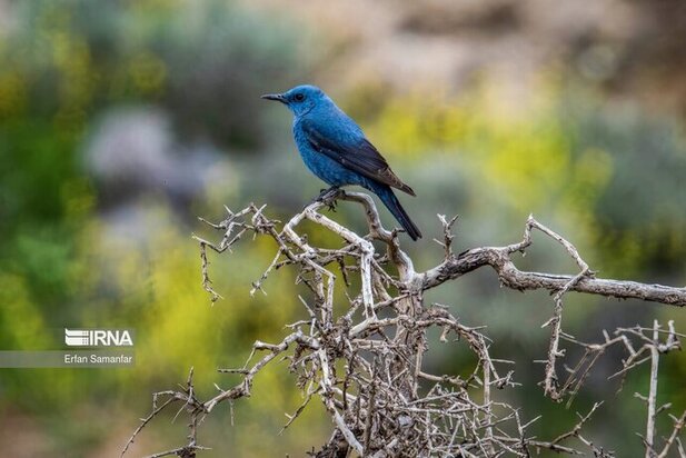 نمایی زیبا از پارک ملی در شیراز