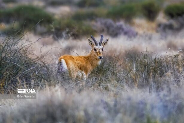 نمایی زیبا از پارک ملی در شیراز