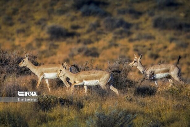 نمایی زیبا از پارک ملی در شیراز