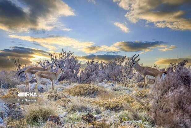 نمایی زیبا از پارک ملی در شیراز