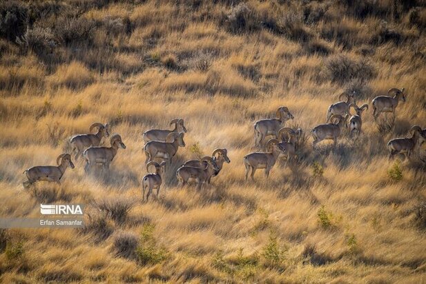نمایی زیبا از پارک ملی در شیراز