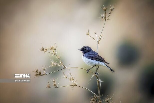 نمایی زیبا از پارک ملی در شیراز