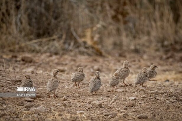 نمایی زیبا از پارک ملی در شیراز