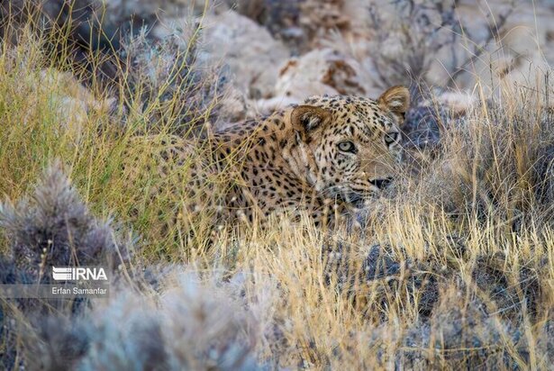 نمایی زیبا از پارک ملی در شیراز